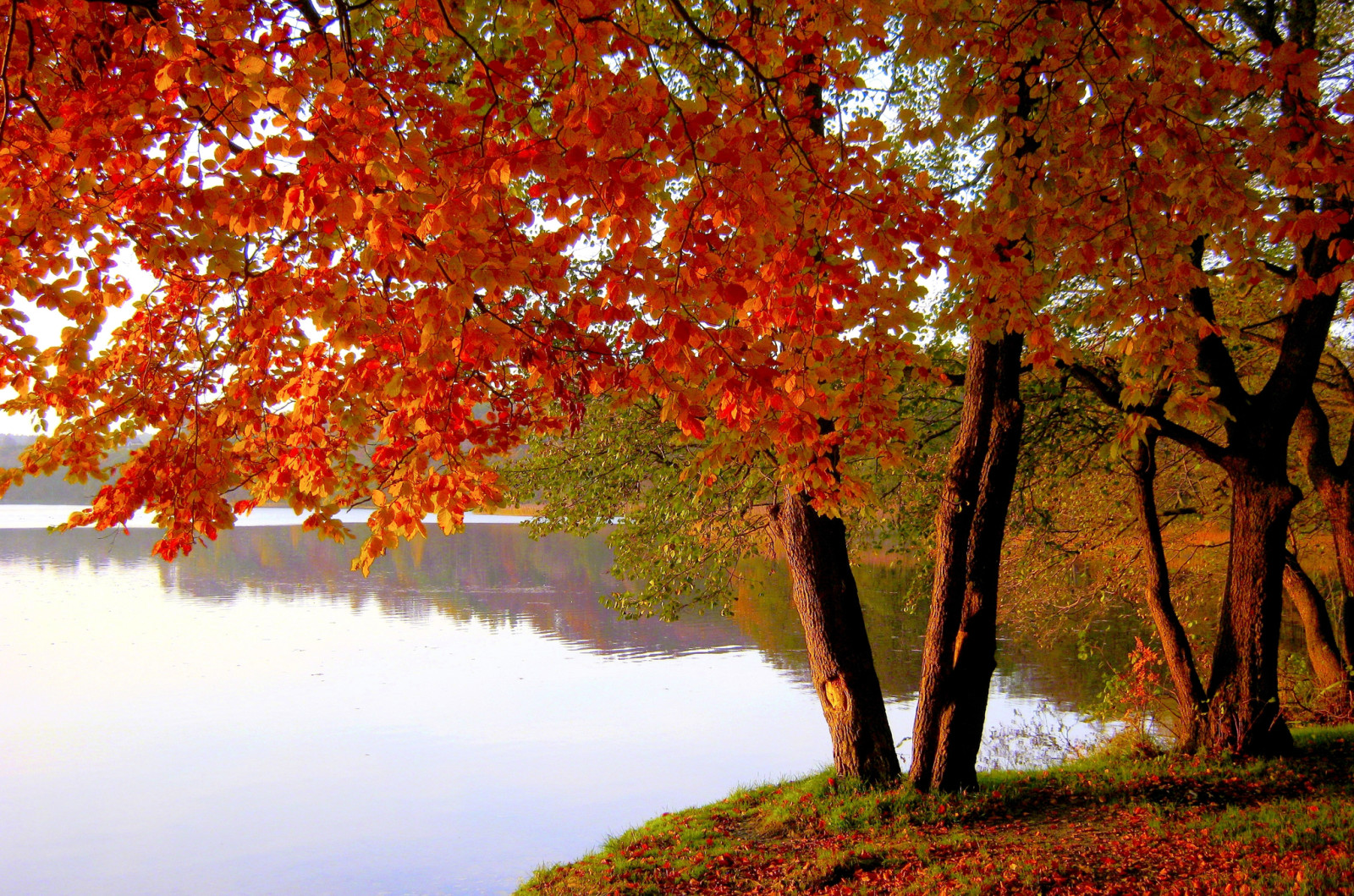 秋, パーク, 湖, 木, 葉, 池, 深紅