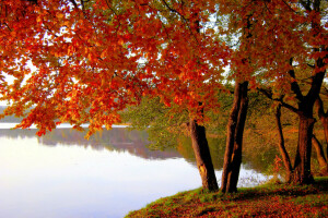 秋, 湖, 葉, パーク, 池, 深紅, 木