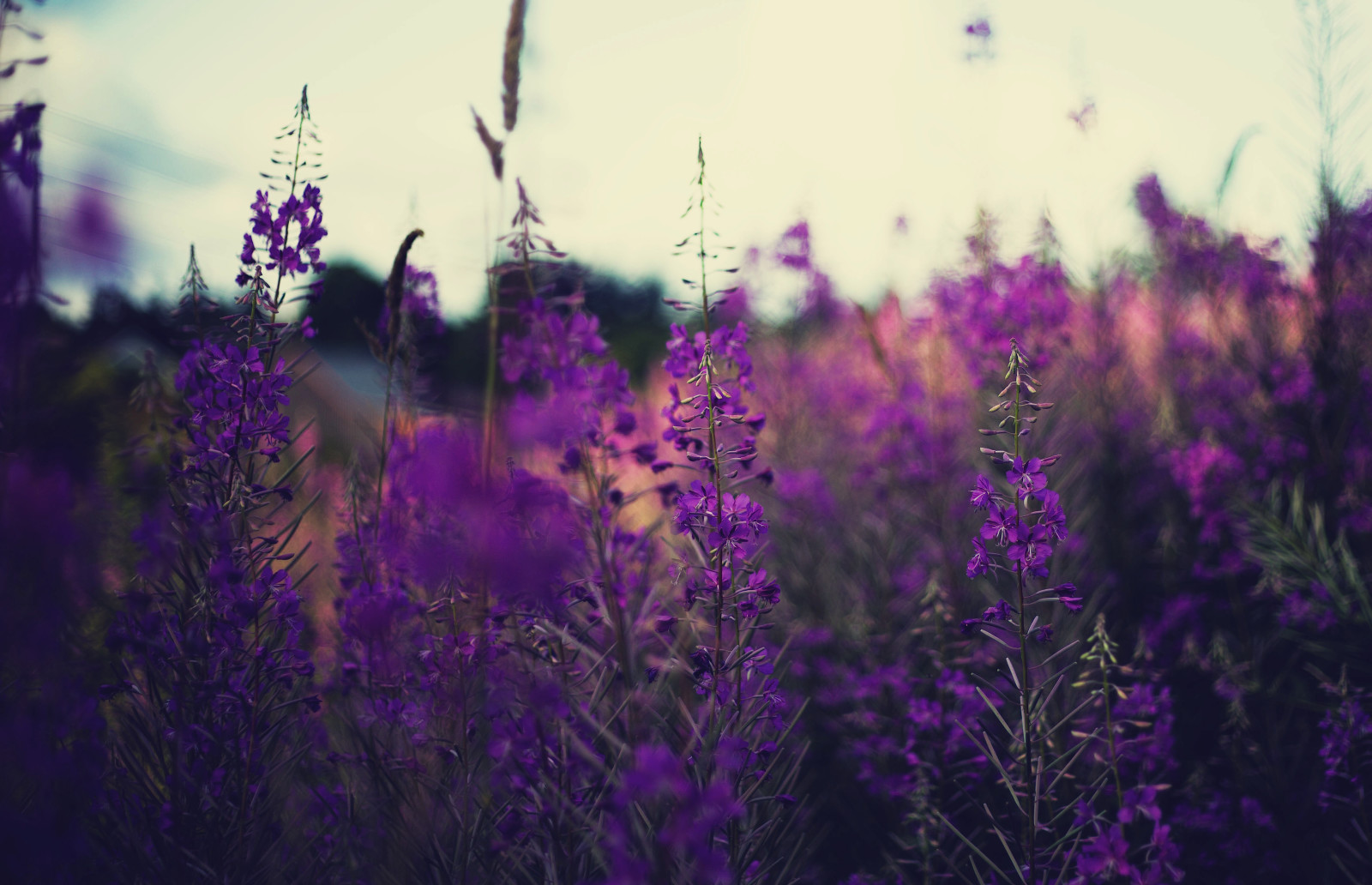 bidang, bunga-bunga, lavender, batang