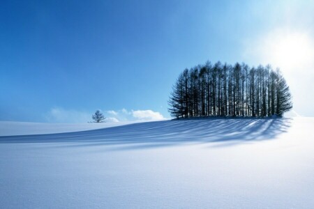 푸른, 산, 도로, 하늘, 눈, 태양, 나무, 겨울