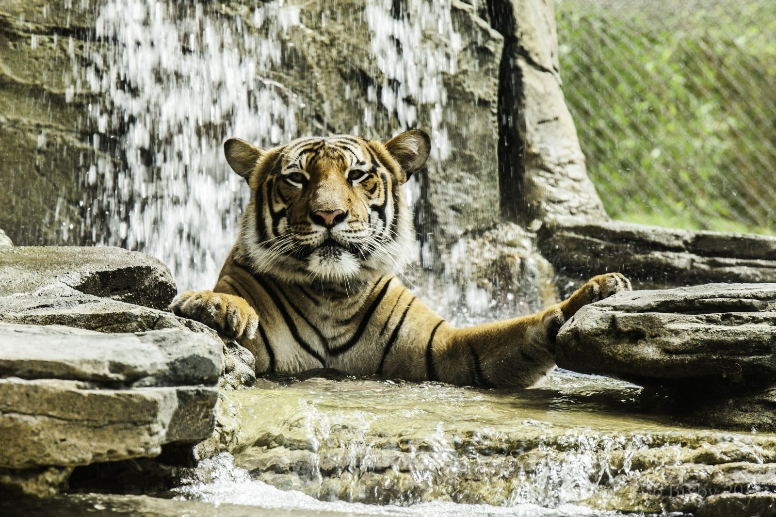 面对, 捕食者, 洗澡, 野猫, 虎, 动物园