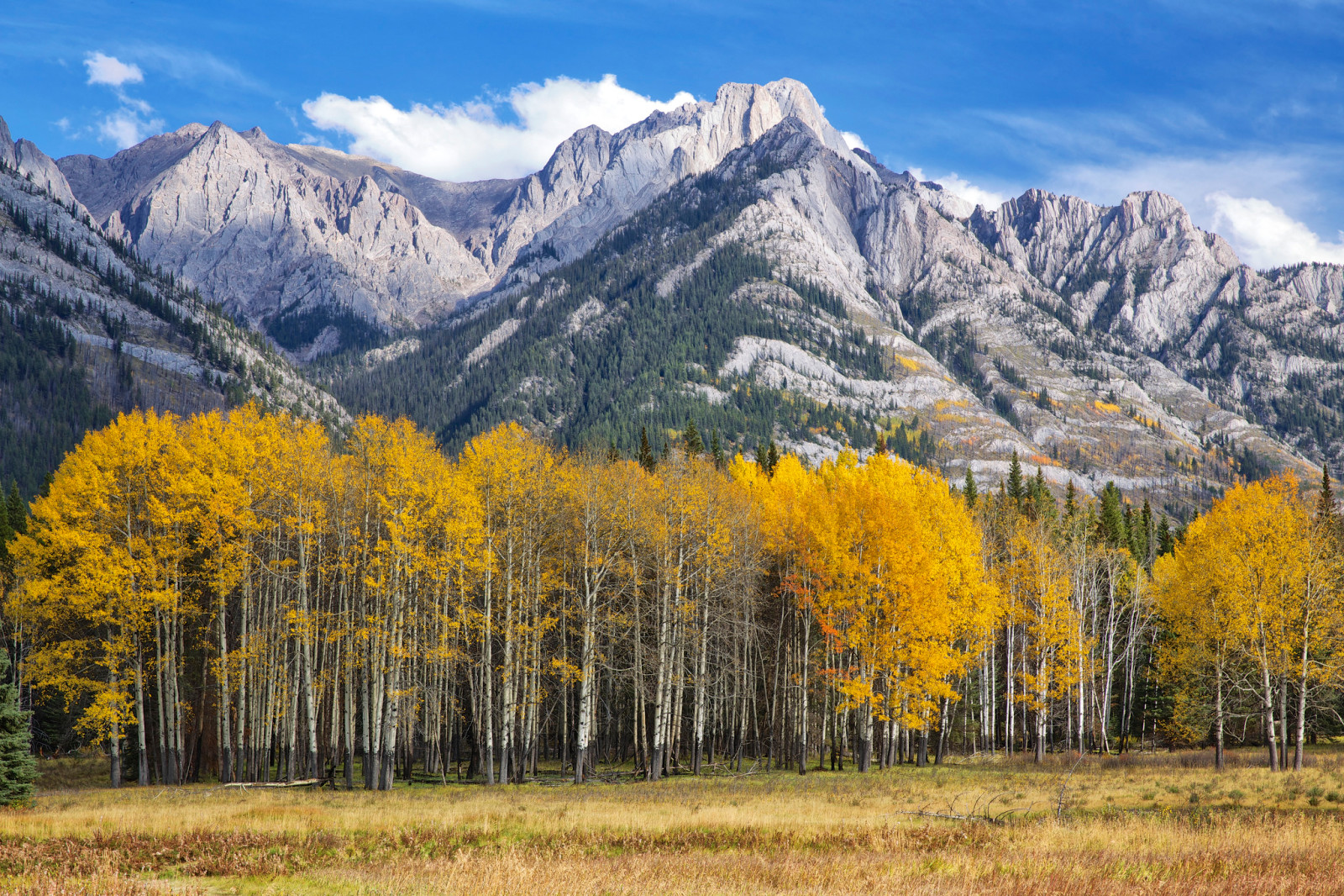 mùa thu, bầu trời, cây, núi, lá, Hoa Kỳ, Colorado, aspen