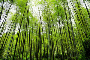bambu, alam, menanam, belukar