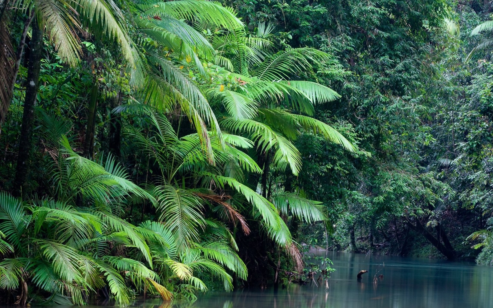 hutan, menanam, air, Taman nasional Daintree