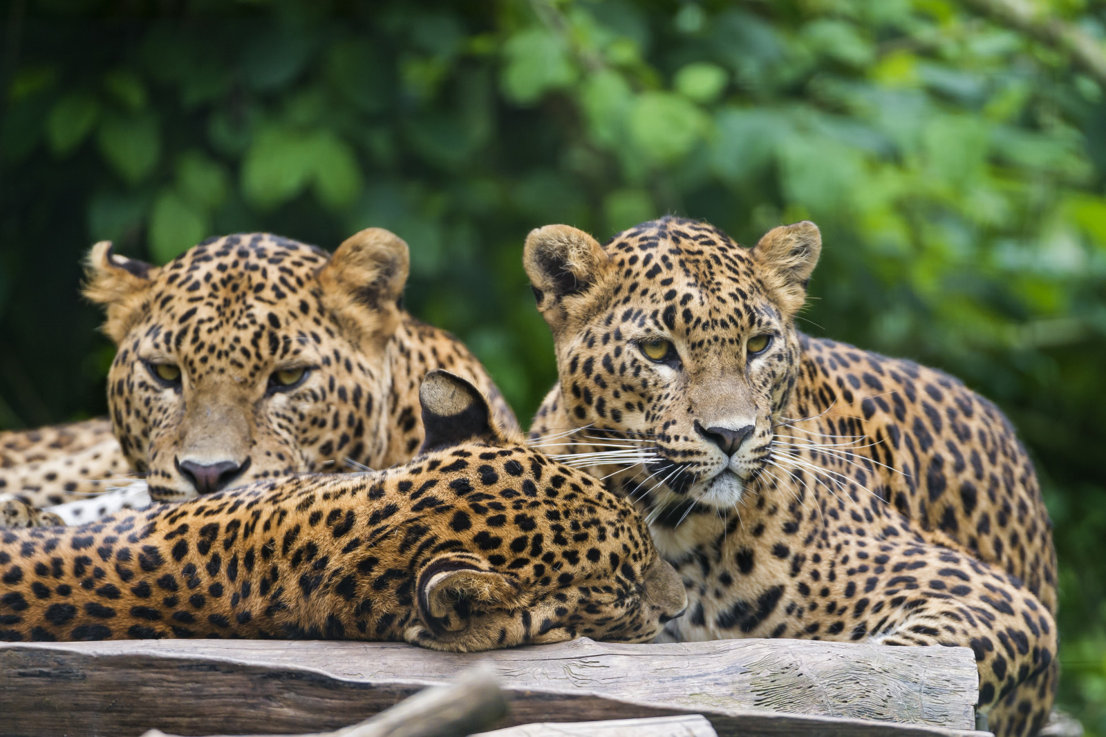 những con mèo, Ba ngôi, Leopards, © Tambako Con báo đốm