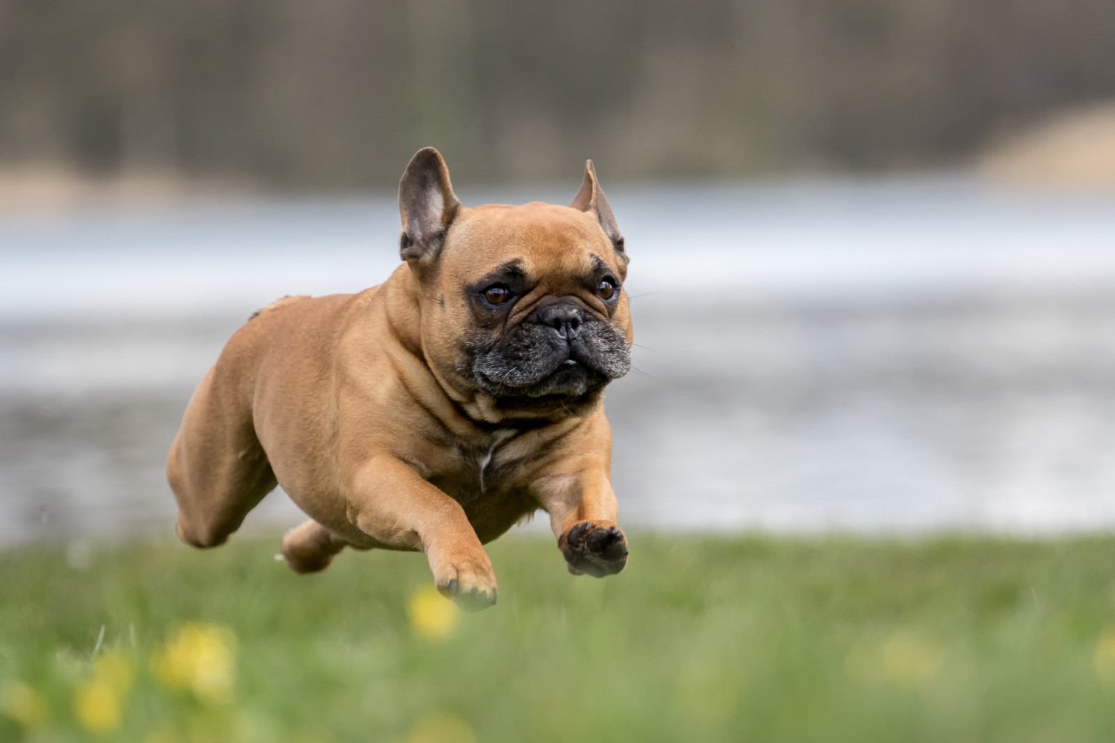 anjing, berlari, terbang bulldog Perancis