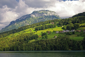 푸성귀, 집, 호수, 루체른 호수, 산, 경사, 스위스, 나무