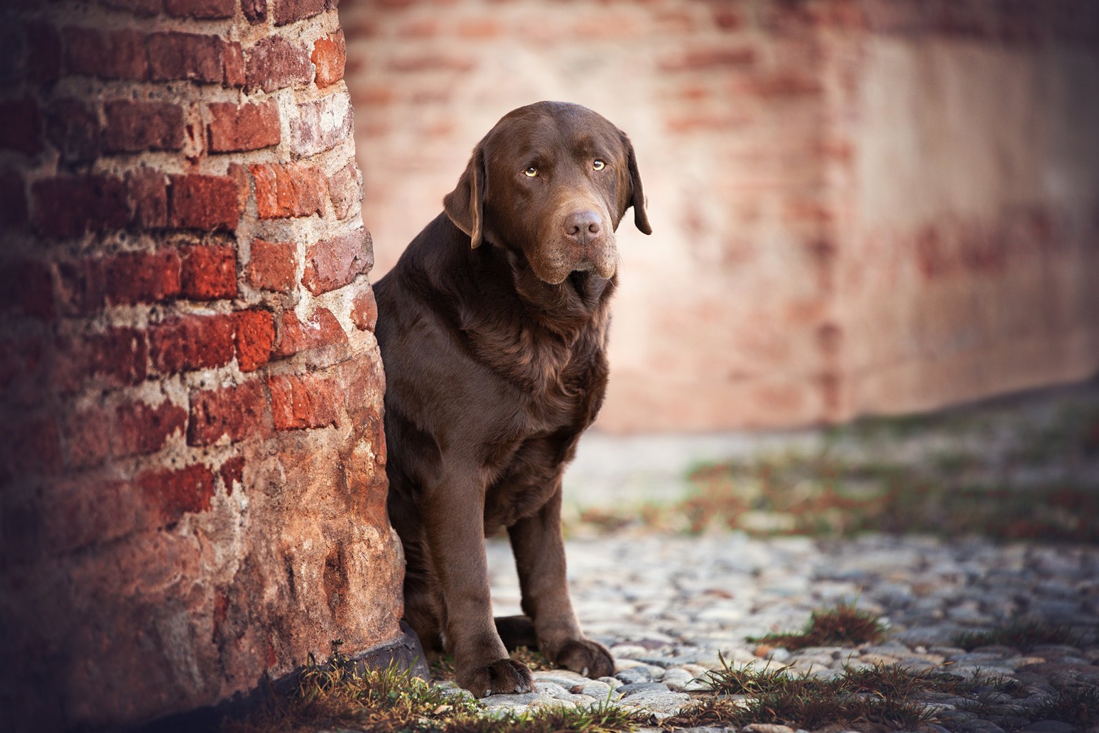 anjing, dinding, Labrador Retriever, pandangan sedih