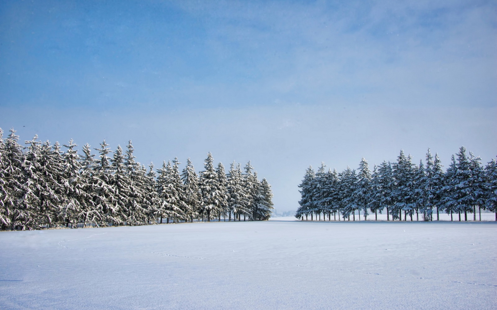 冬季, 树木, 领域