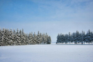 bidang, pohon, musim dingin