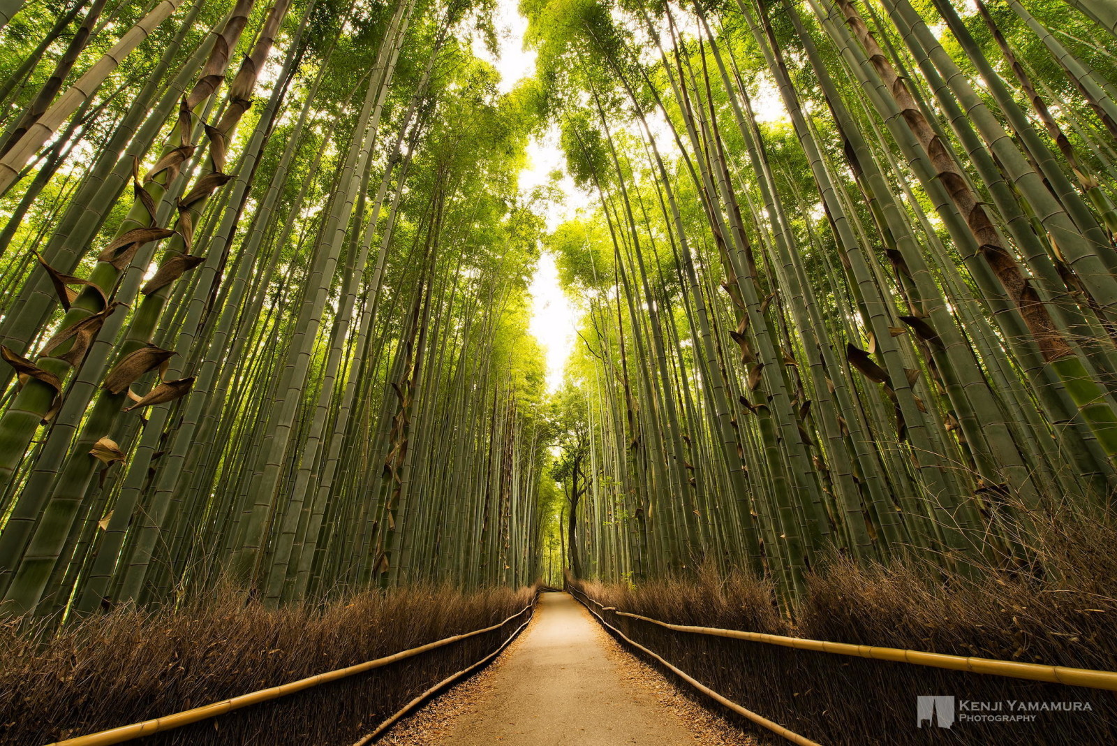 대나무, 태양, 통로, 사진 작가, 작은 숲, 야마무라 켄지