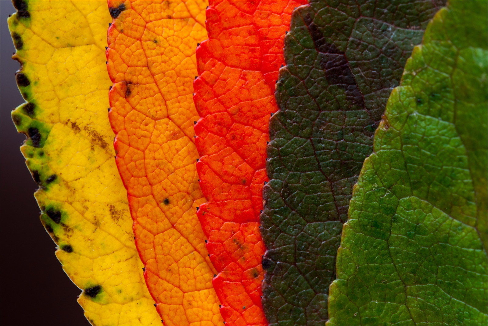 alam, makro, Daun-daun, warna