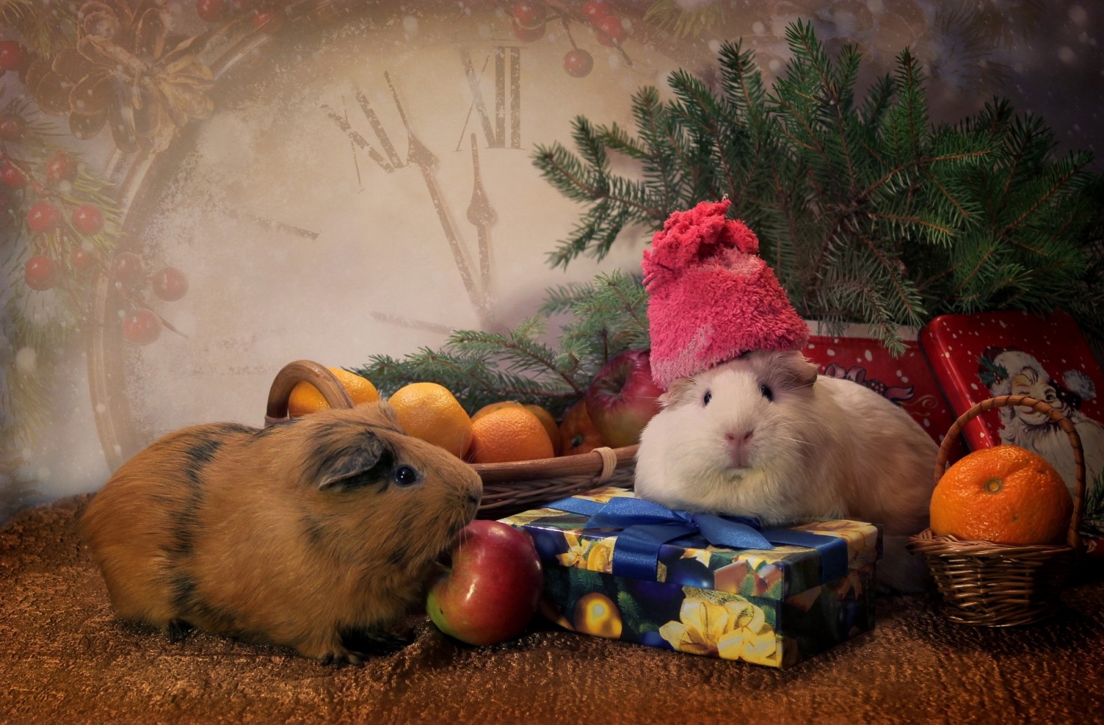 礼物, 帽子, 动物, 玩具, 看, 云杉, 豚鼠, 橘子