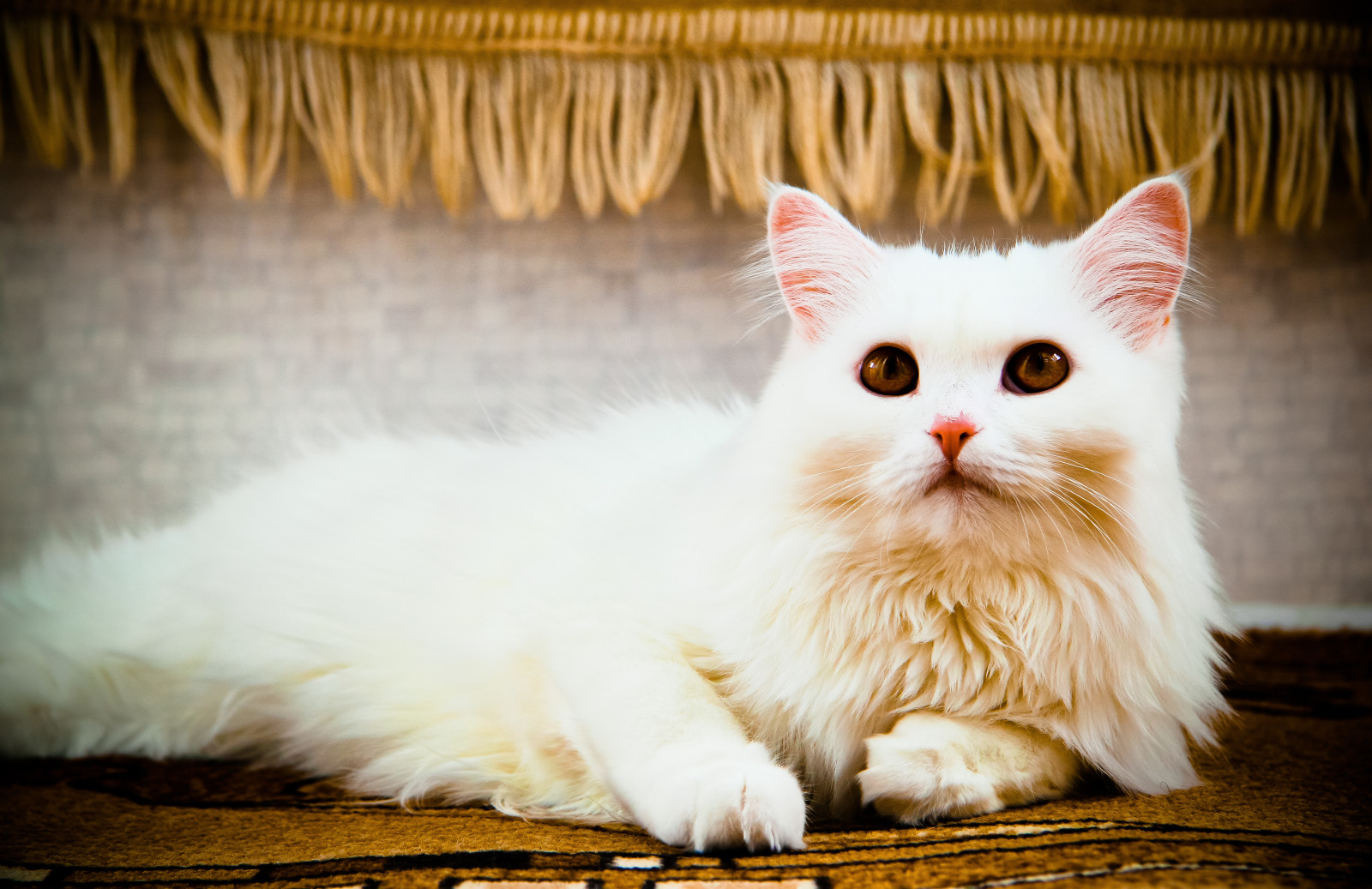 看, 猫, 谎言, 白色, 眼睛, 猫