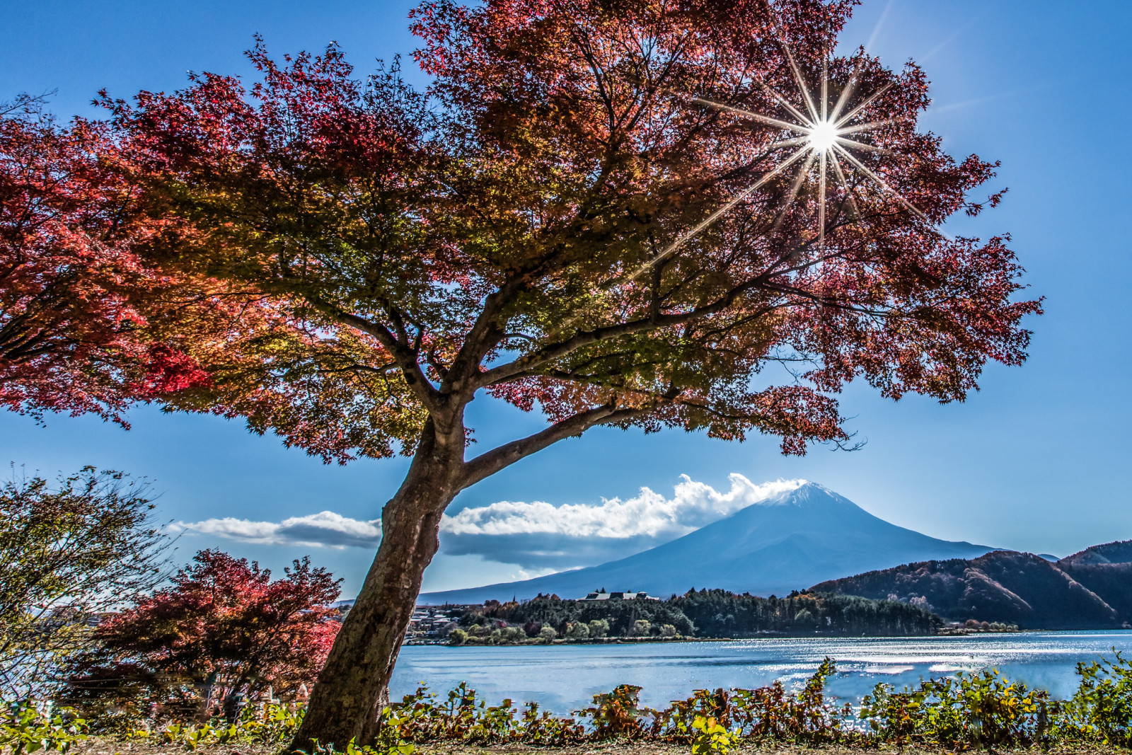 树, 秋季, 山, 湖, 日本, 富士