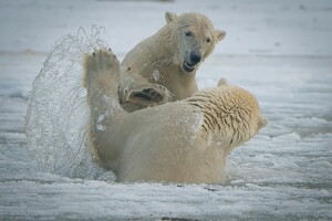 알래스카, 곰, 북극곰, 스파링, 분출
