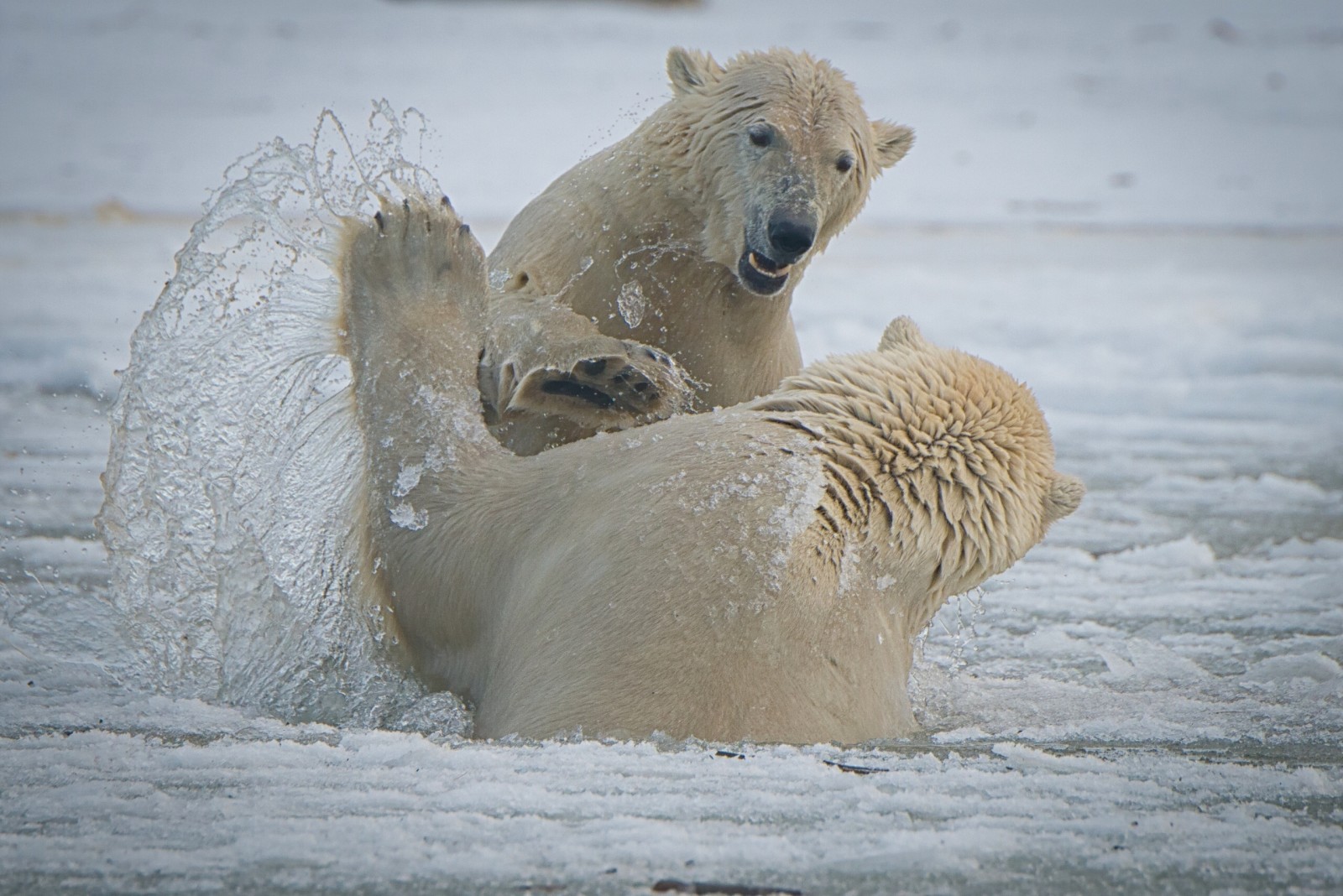 熊, 北极熊, 喷出, 阿拉斯加州, 陪练