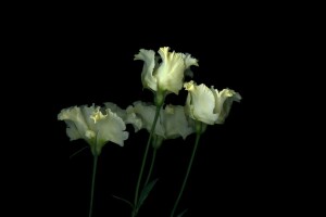 lý lịch, ánh sáng, cánh hoa, bóng, thân cây, Hoa tulip