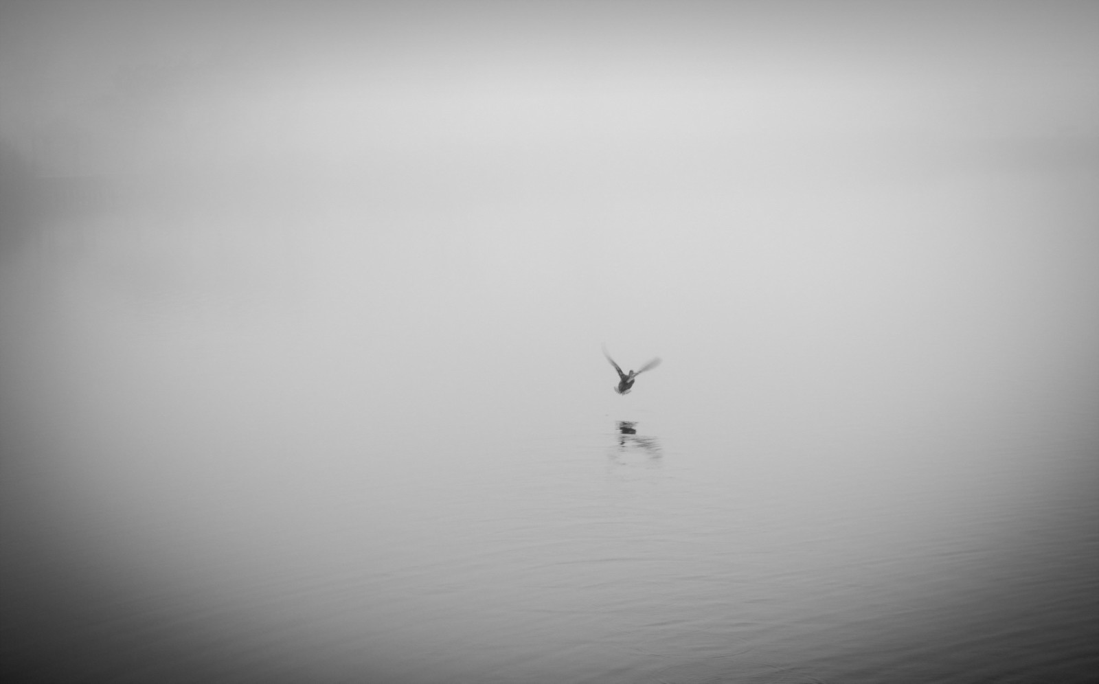 湖, 霧, アヒル