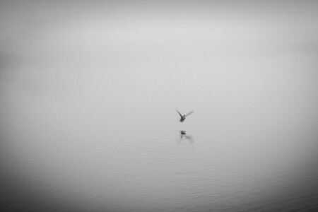 アヒル, 霧, 湖