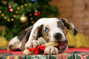 활, 크리스마스, 개, 선물, 휴일, 새해, 치료하다