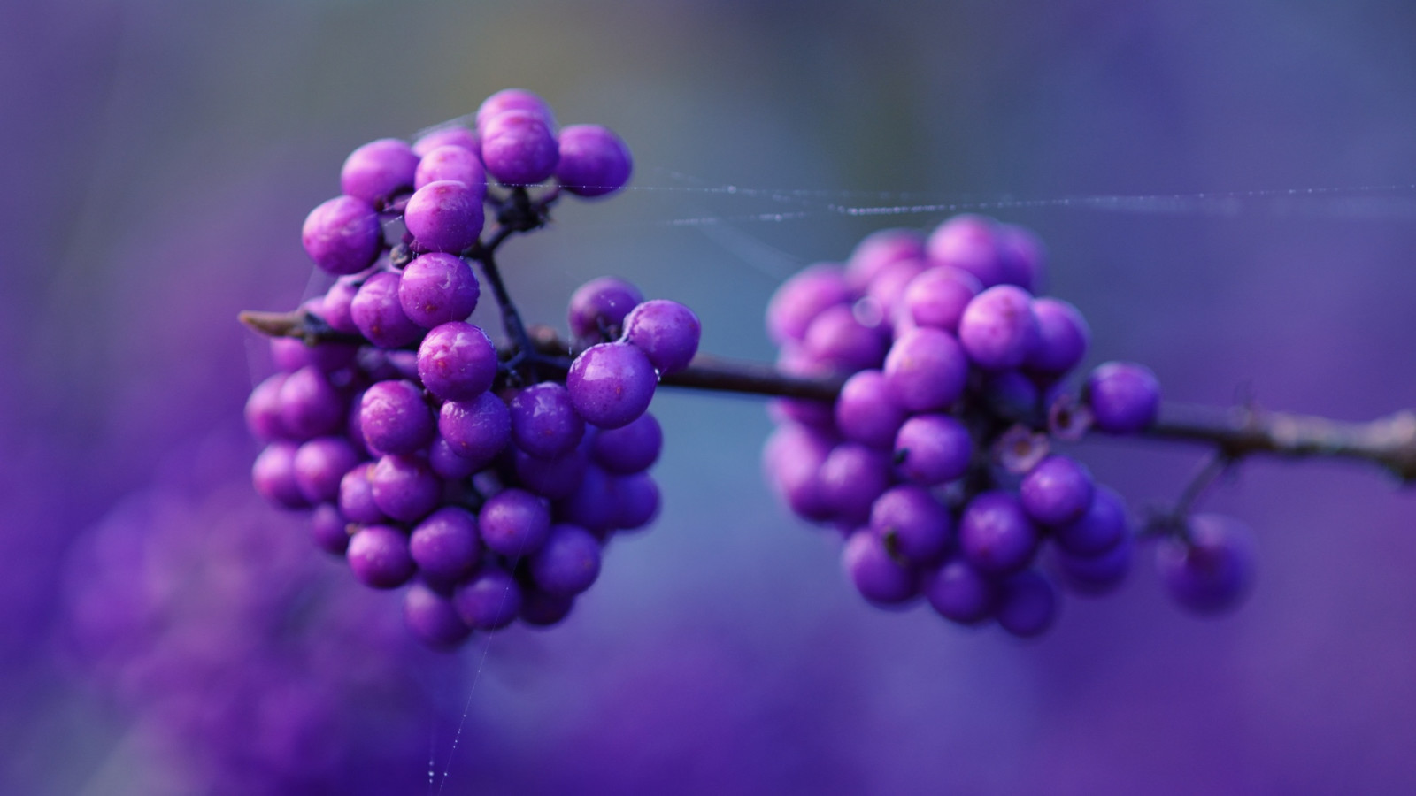 巨集, 浆果, 网络, 淡紫色的浆果
