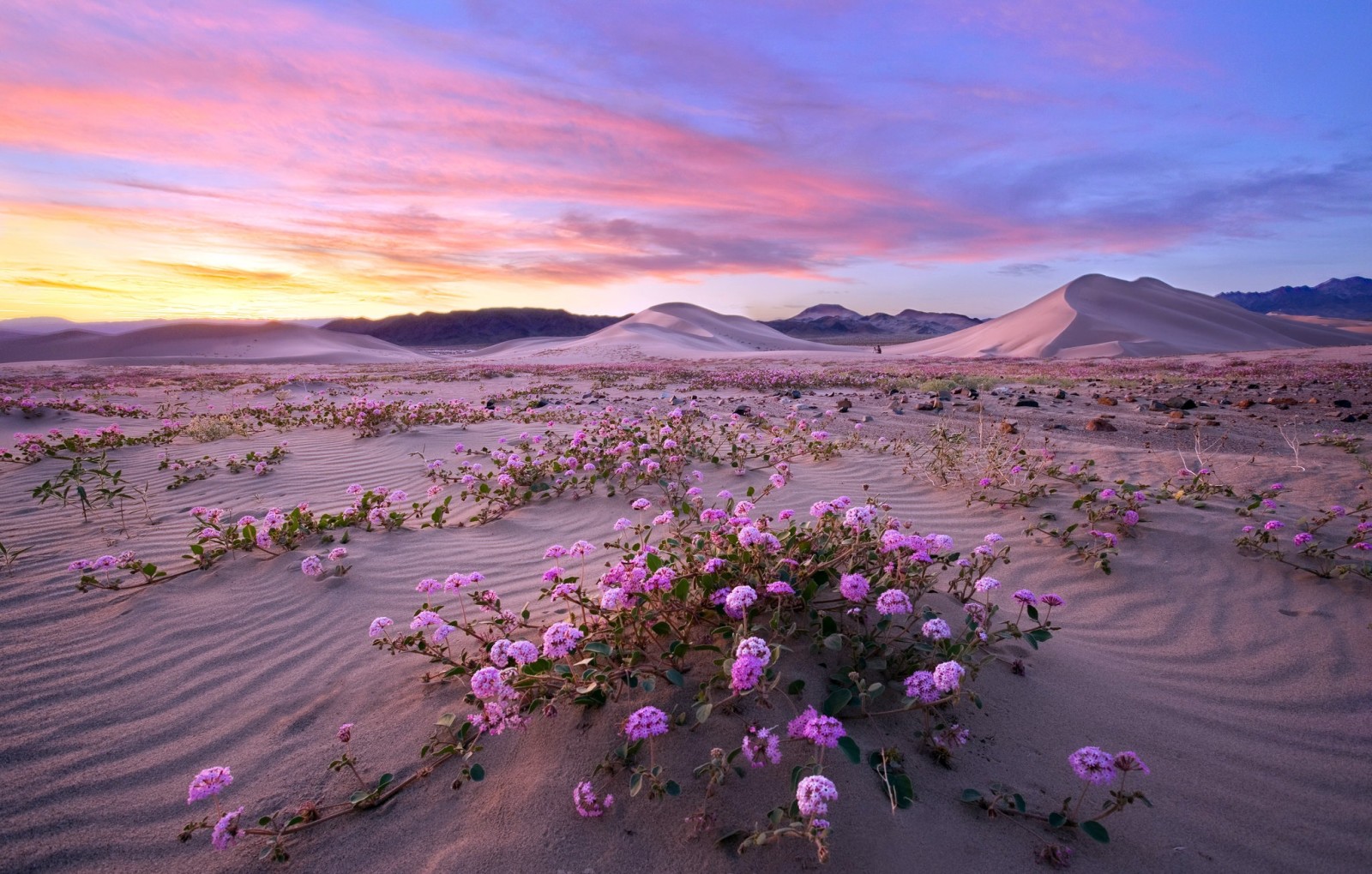 Thiên nhiên, Thung lũng Chết, Siêu hoa