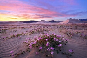 Thung lũng Chết, Thiên nhiên, Siêu hoa