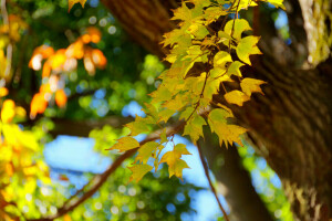 秋, ブランチ, 葉, 大きい, 木, トランク