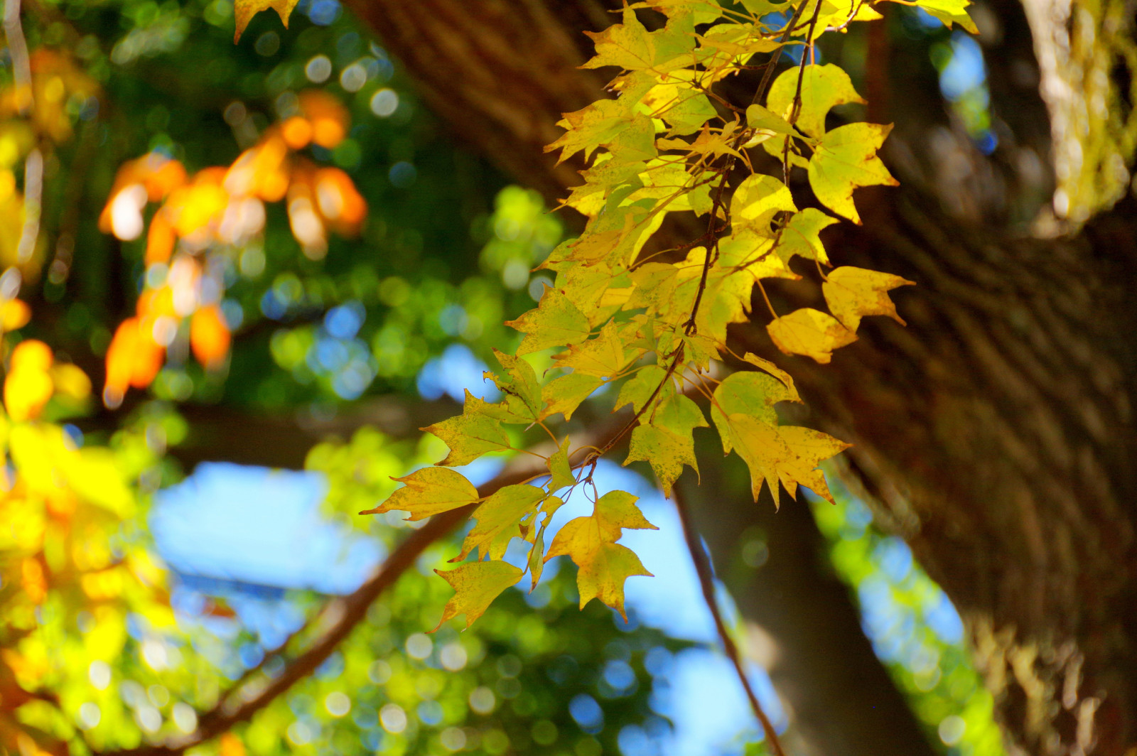 木, 秋, 大きい, 葉, ブランチ, トランク