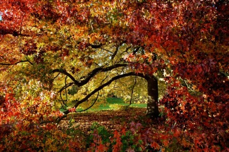 가을, 잎, 이파리, 공원, 나무