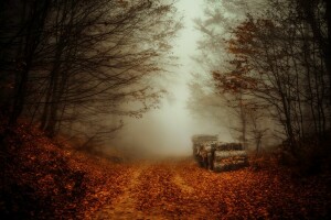 秋, 霧, 森林, ログ, 道路