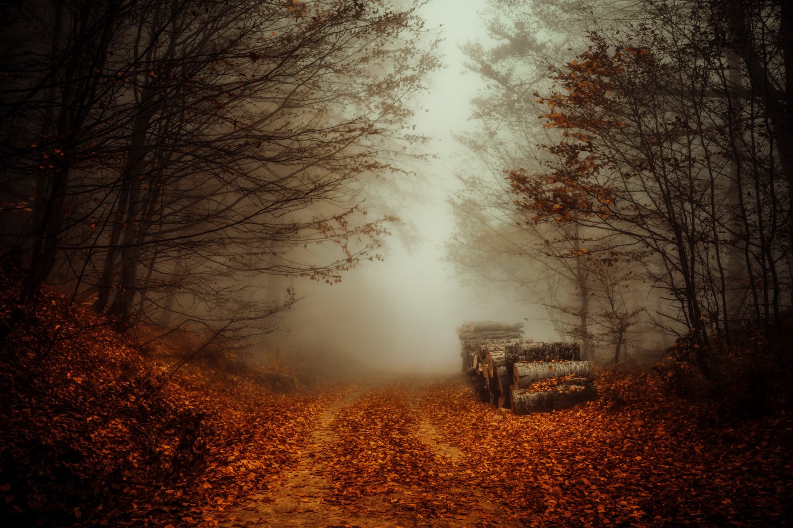 musim gugur, hutan, jalan, kabut, log