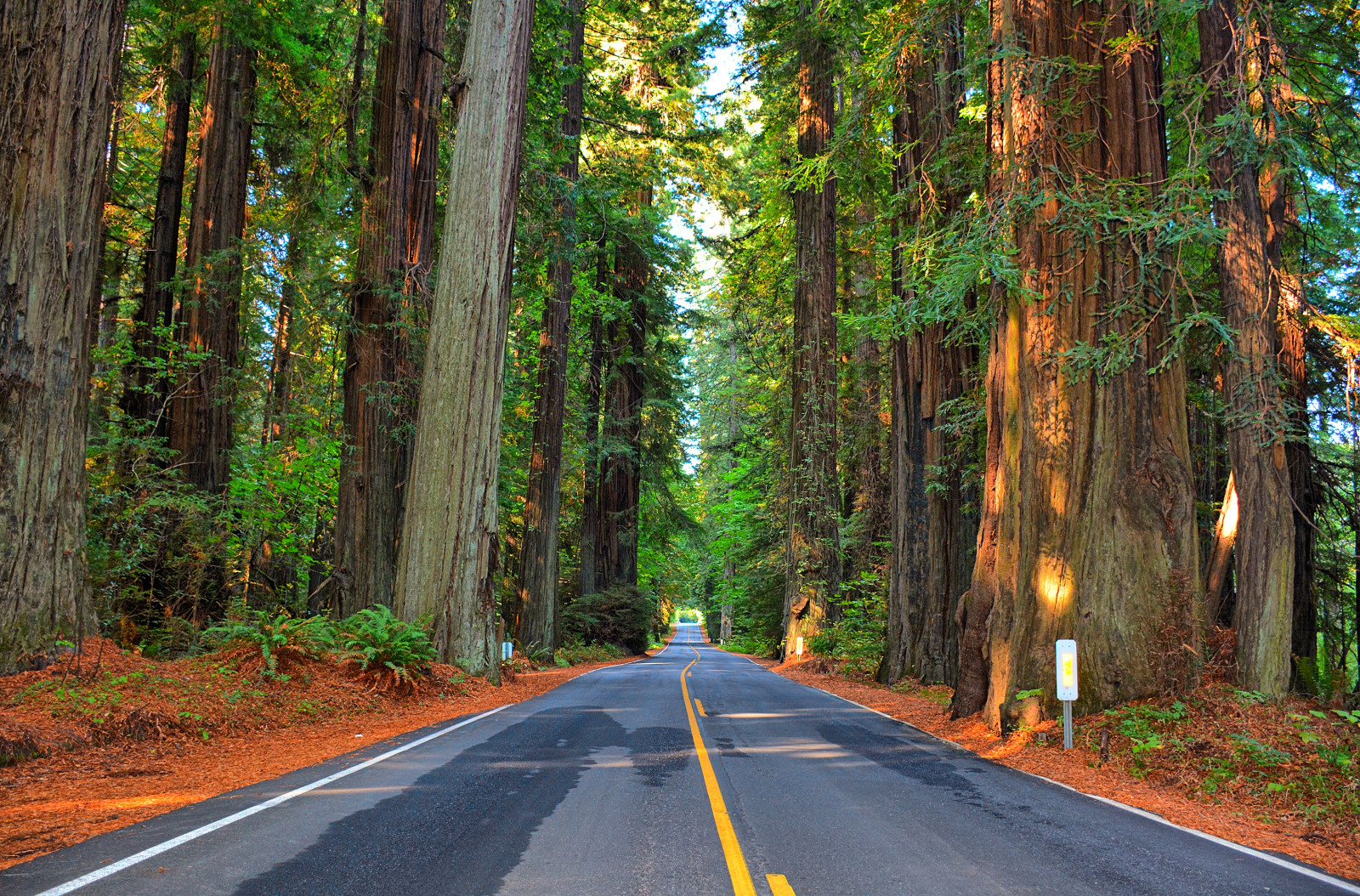 森林, 道路, 木, 高速道路