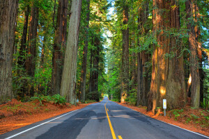 森林, 高速道路, 道路, 木