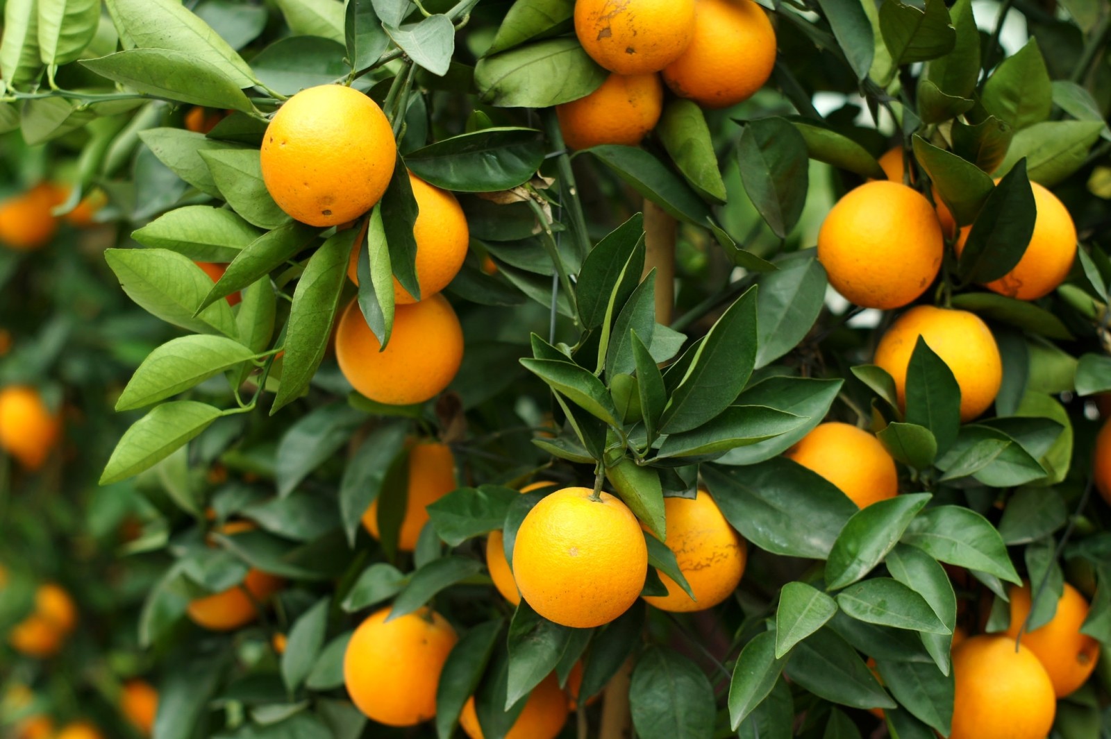 木, 葉, 柑橘類, オレンジ, フルーツ