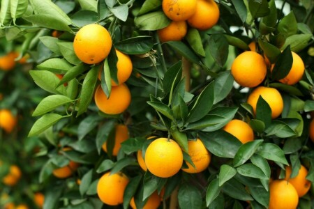 柑橘類, フルーツ, 葉, オレンジ, 木