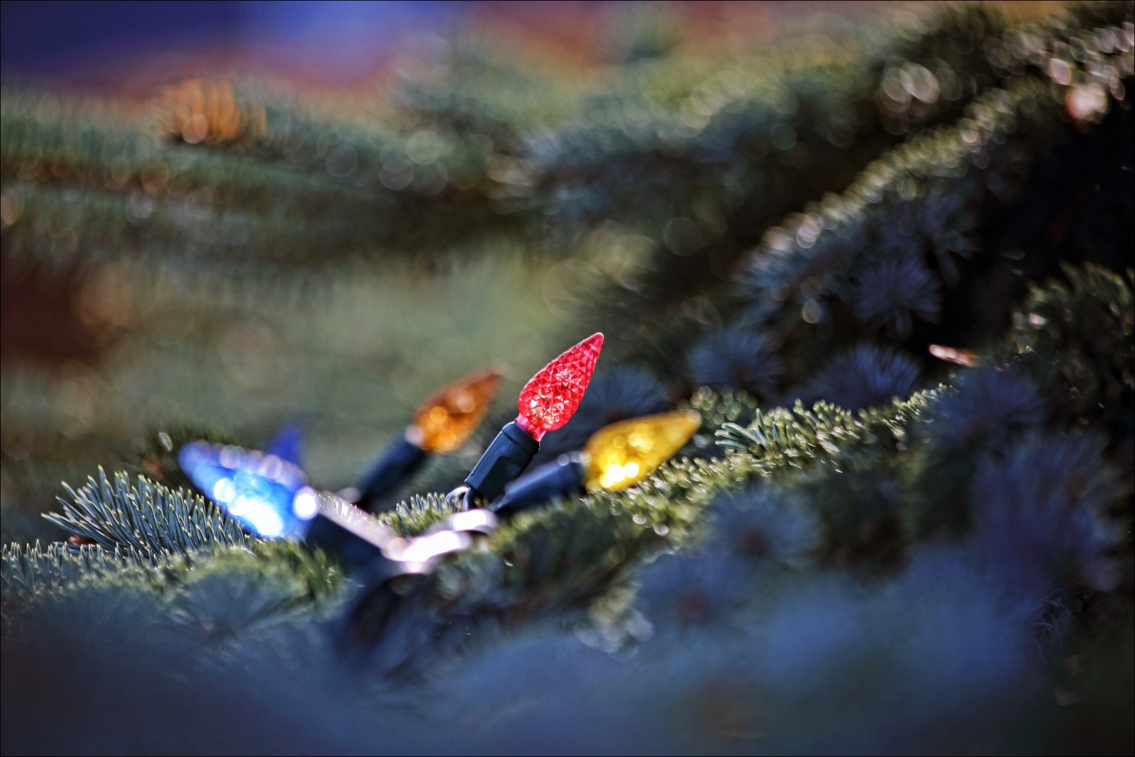 树, 新年, 圣诞, 灯泡