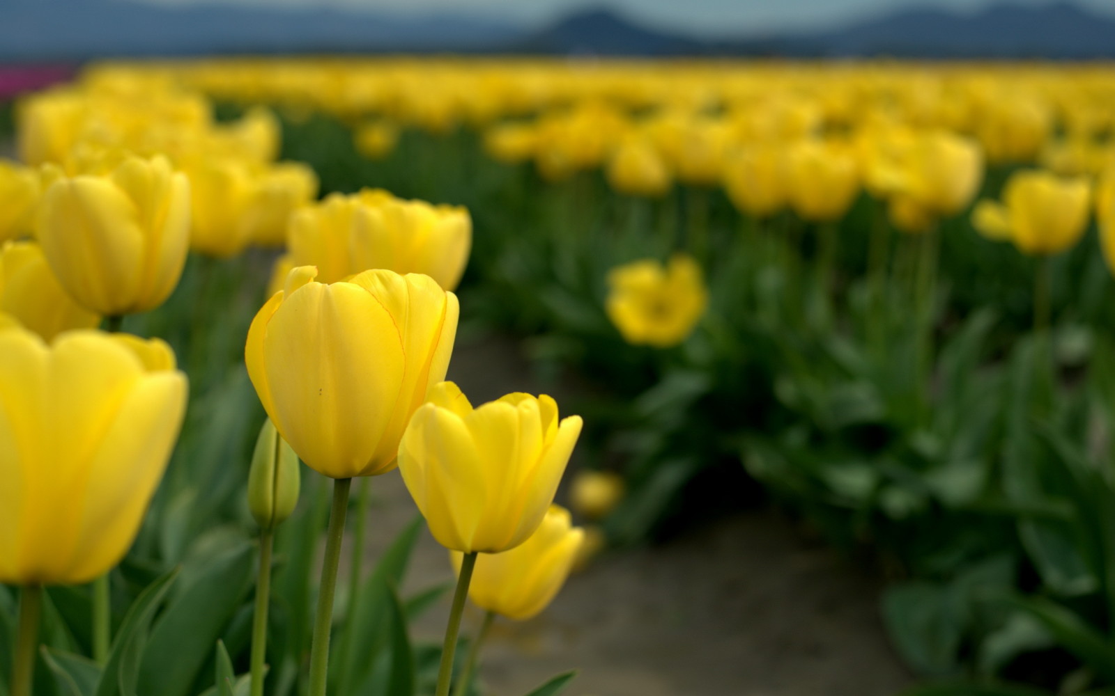 Thiên nhiên, cánh đồng, Hoa tulip
