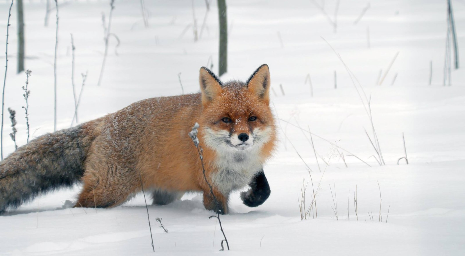 雪, 冬季, 狐狸