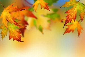mùa thu, Ngã, lá, cây phong