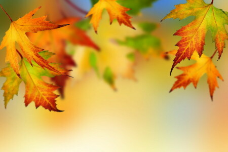 秋, 秋, 葉, もみじ