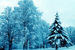 2015, 綺麗な, 自然, 雪, 木, 木, 冬