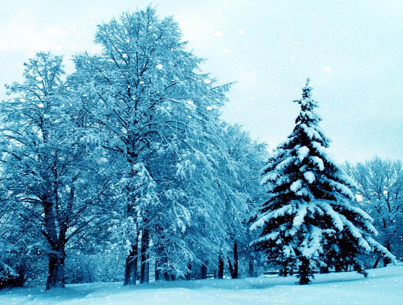 雪, 木, 自然, 冬, 木, 綺麗な, 2015