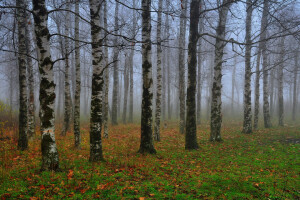 秋季, 桦木, 多雾路段, 树林, 树叶