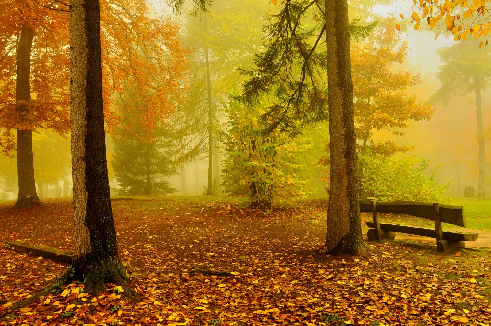 musim gugur, hutan, kuning, pohon, emas, bangku