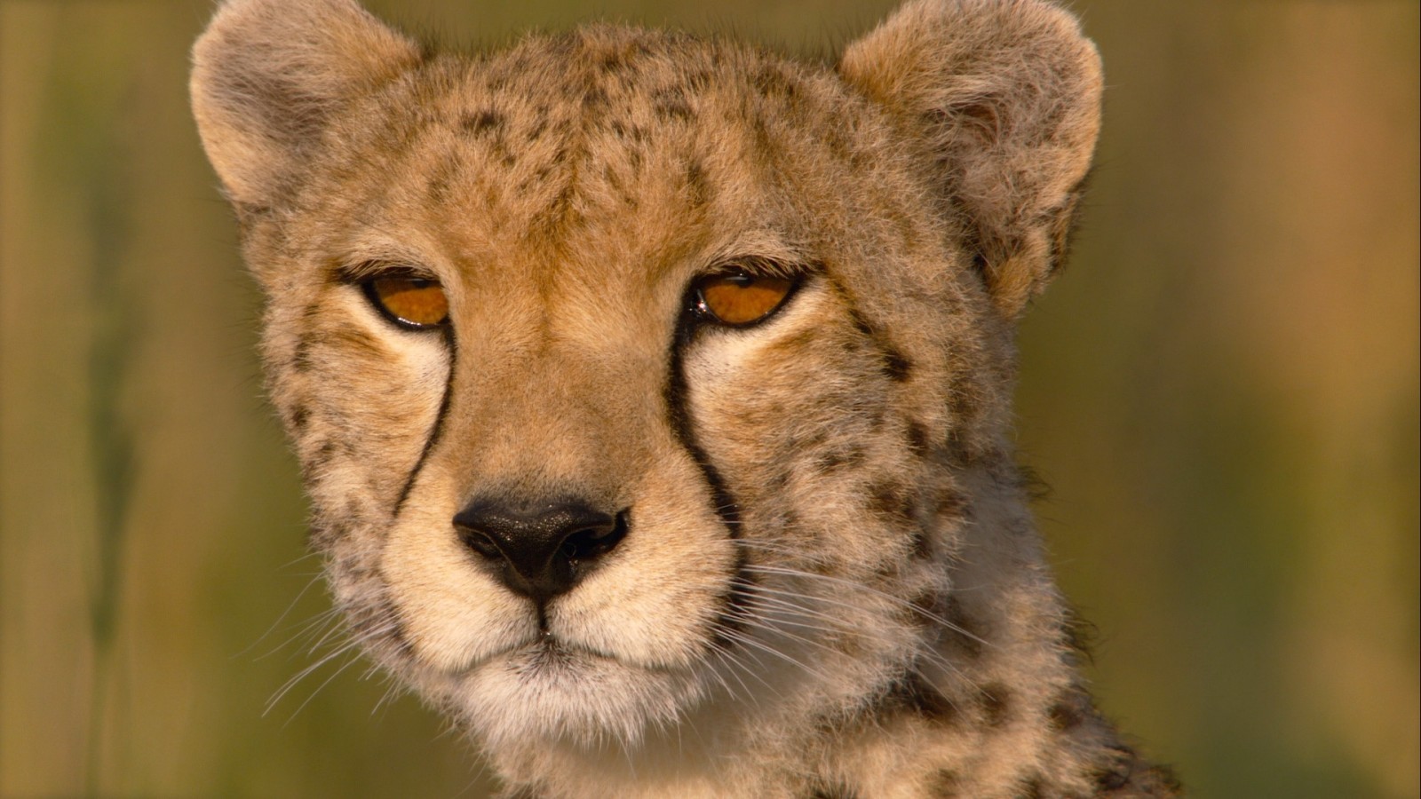 merapatkan, mata, Savannah, Cheetah