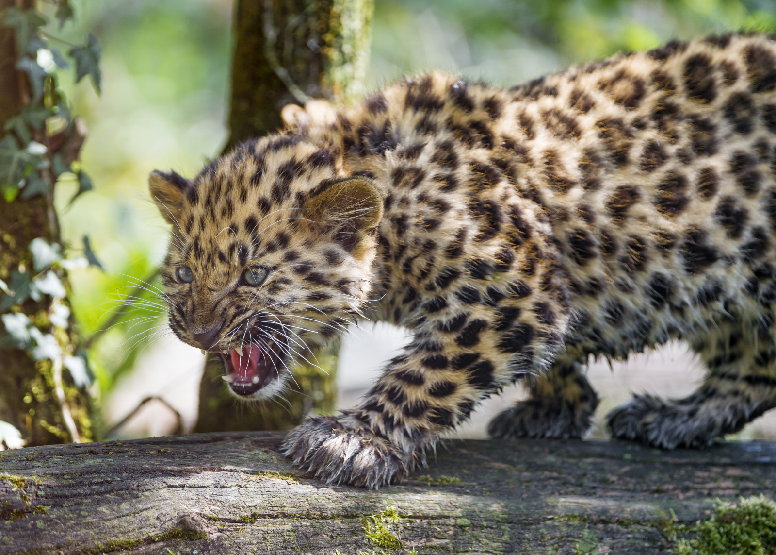 kucing, anak, kucing, catatan, Macan tutul, menggeram, Amur, © Tambako The Jaguar