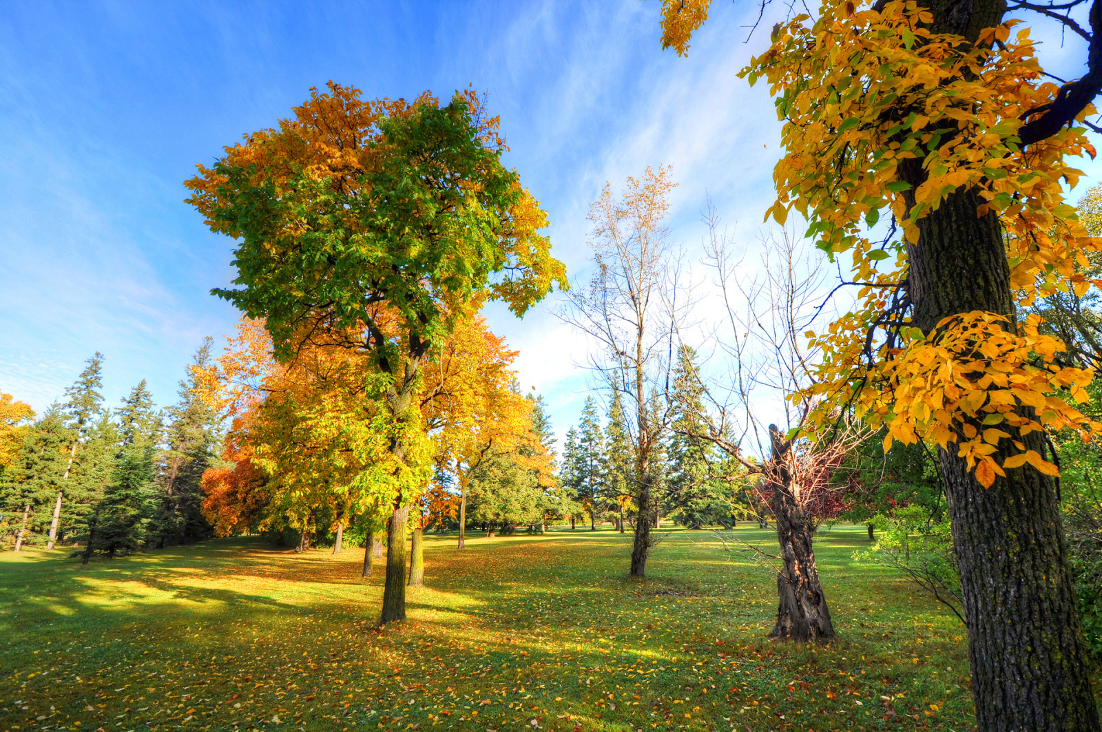 mùa thu, cỏ, công viên, bầu trời, cây