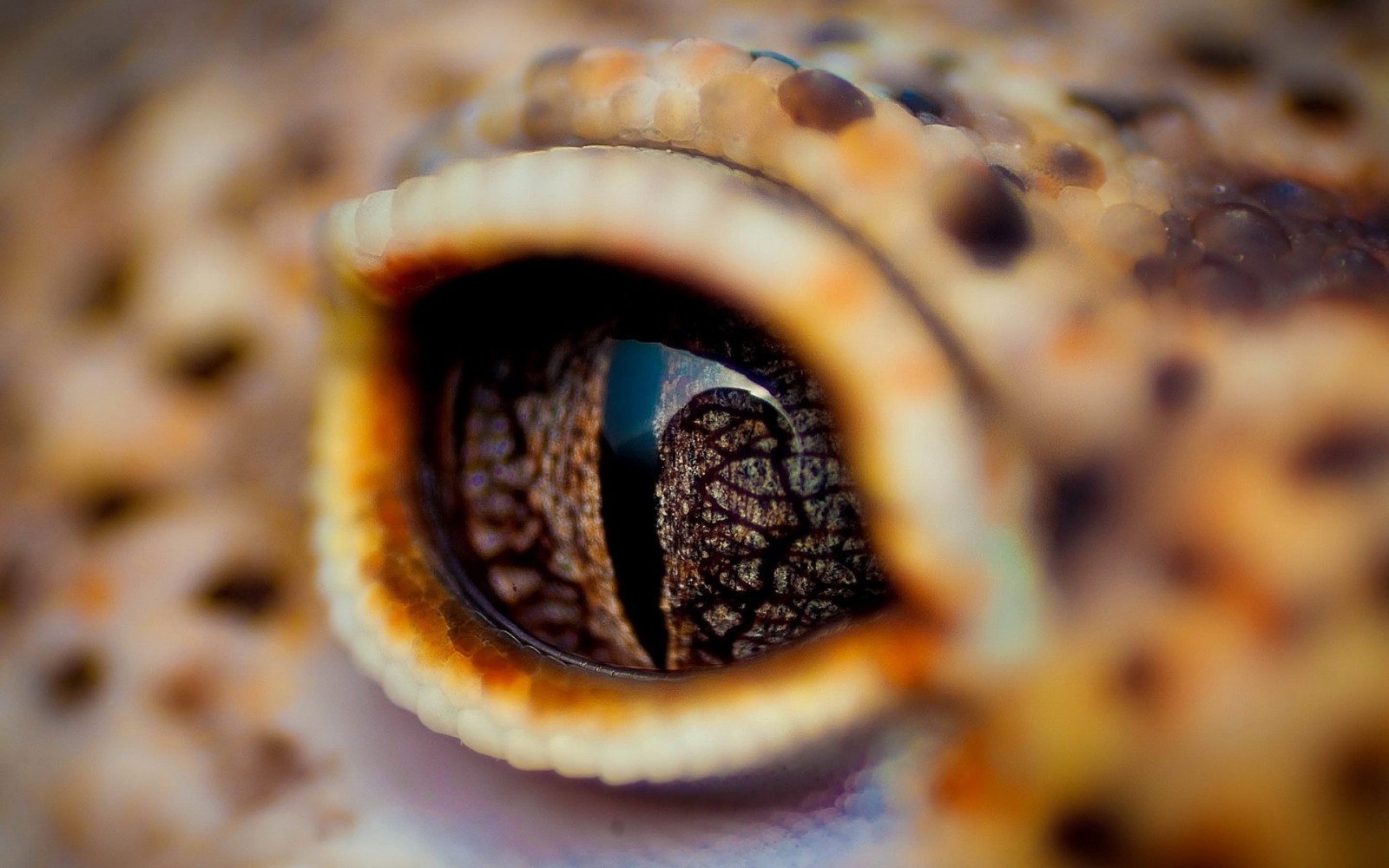 眼睛, 鳄鱼, 眼皮